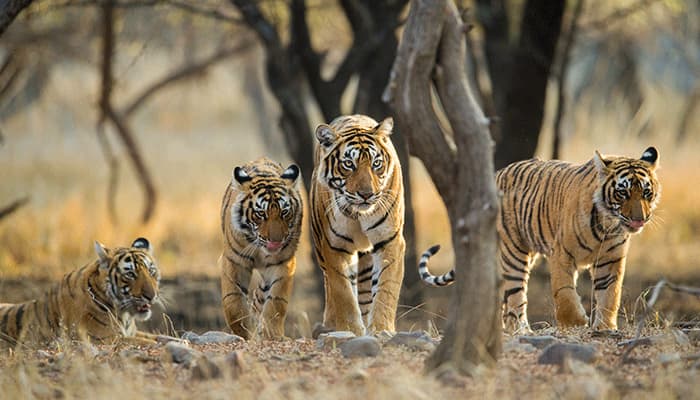 منتزه رانثامبور الوطني