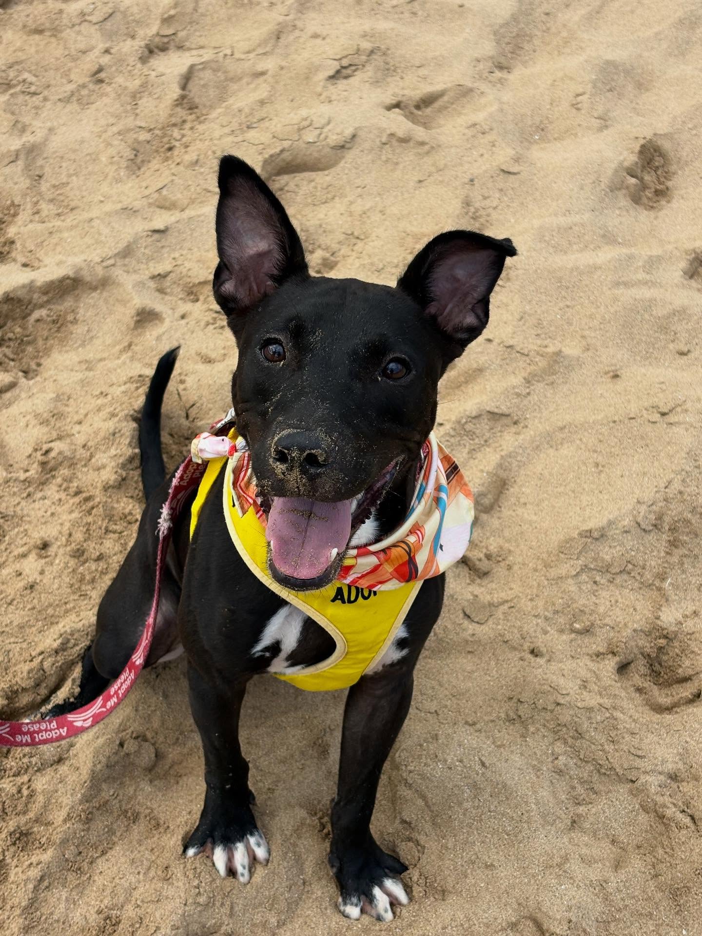 رحلة ميدانية لأحد الكلاب