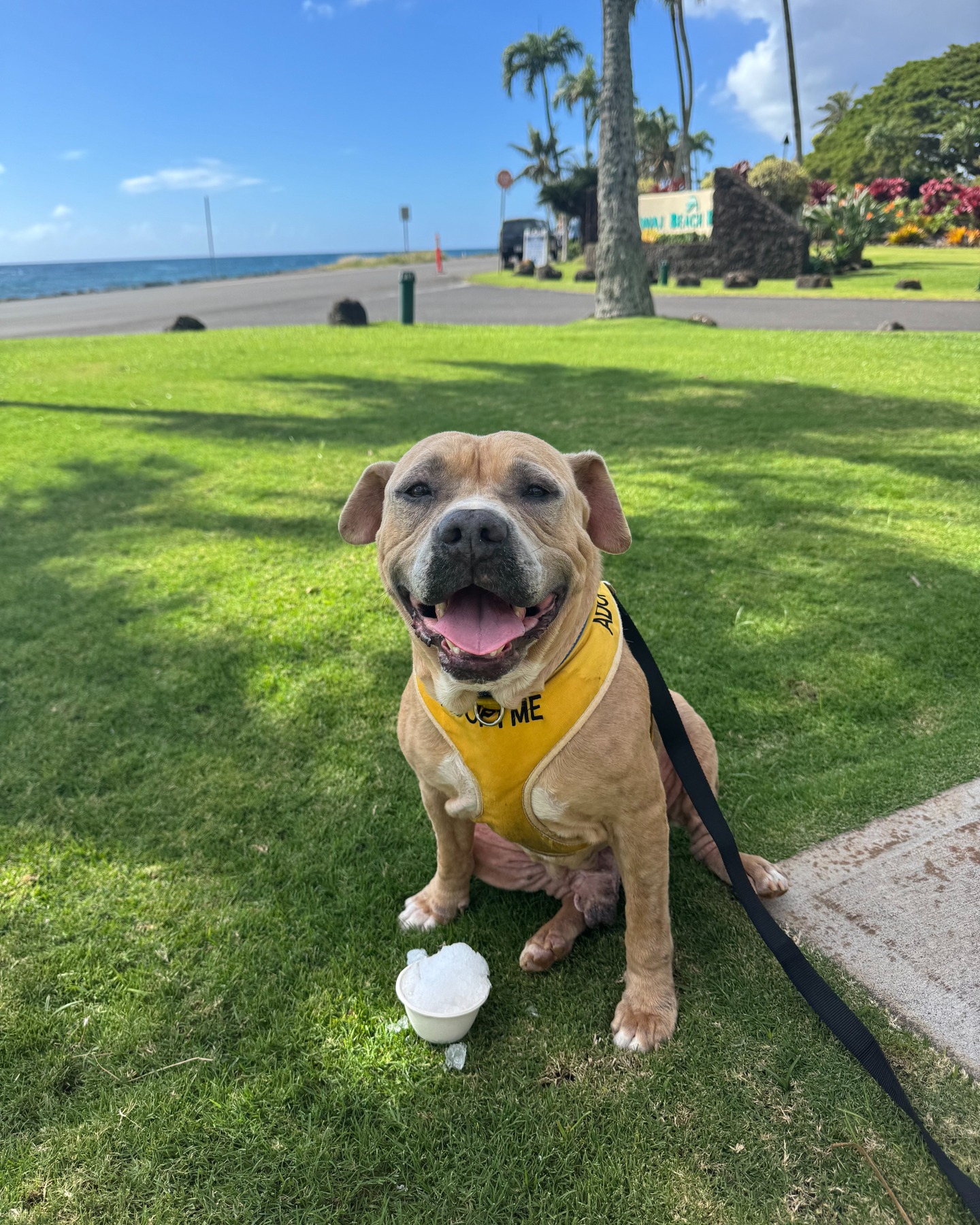 أحد كلاب الملجأ