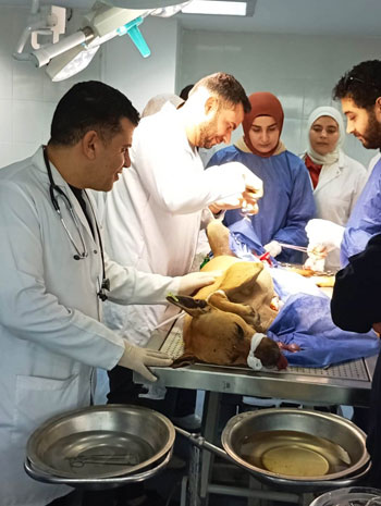 جامعة دمنهور تواصل تنفيذ إجراءات عمليات التعقيم للحد من ظاهرة الكلاب الضالة