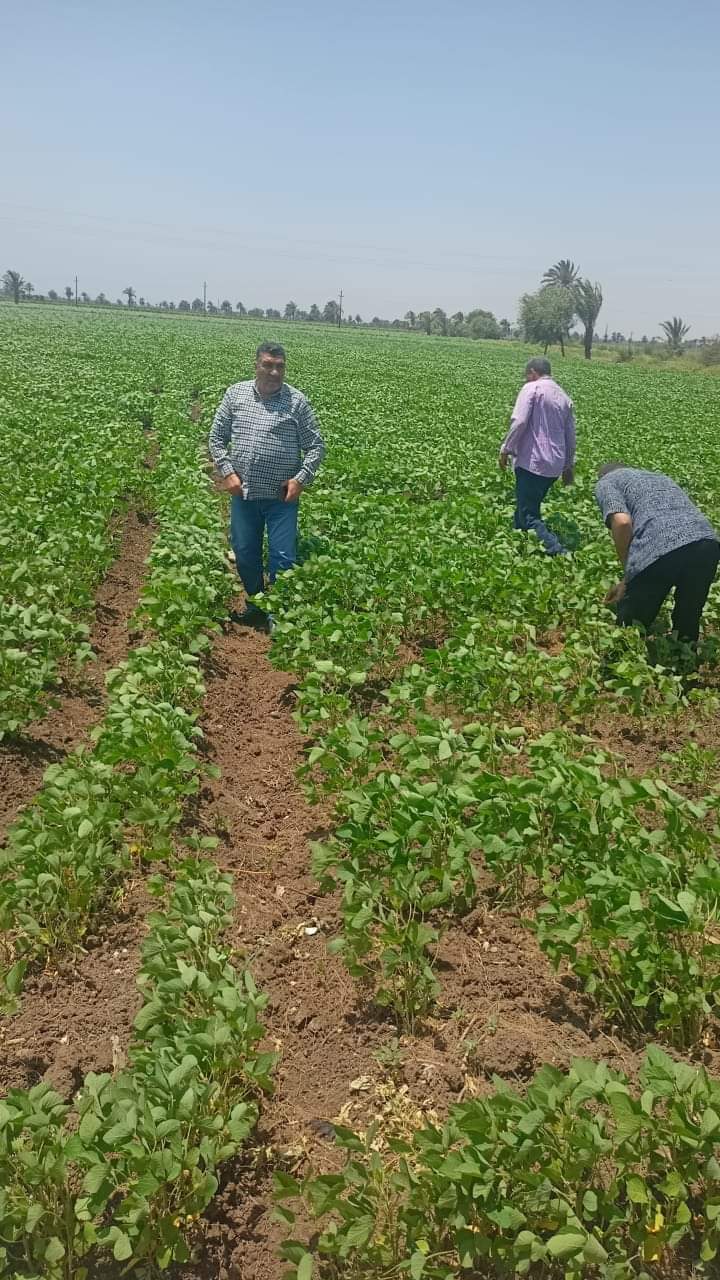 زراعة الجزر الأصفر زراعة الجزر الأصفر