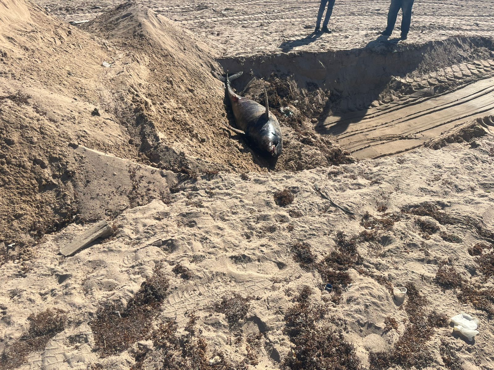 دفن الدولفين النافق