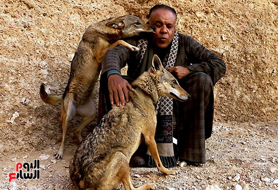 الذئاب-تداعب-محرر-اليوم-السابع- الذئاب-تداعب-محرر-اليوم-السابع-