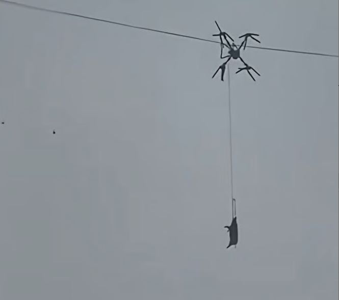 الخنزير يعلق فى سلك الكهرباء