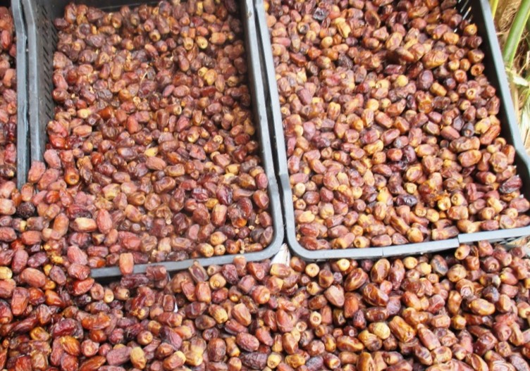 البلح السيوى له شهرة خاصة