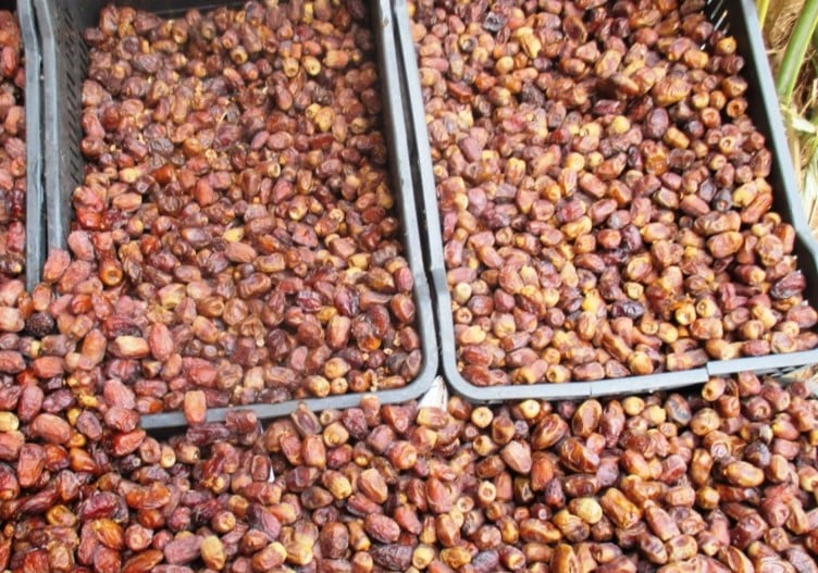 البلح السيوى له شهرة خاصة