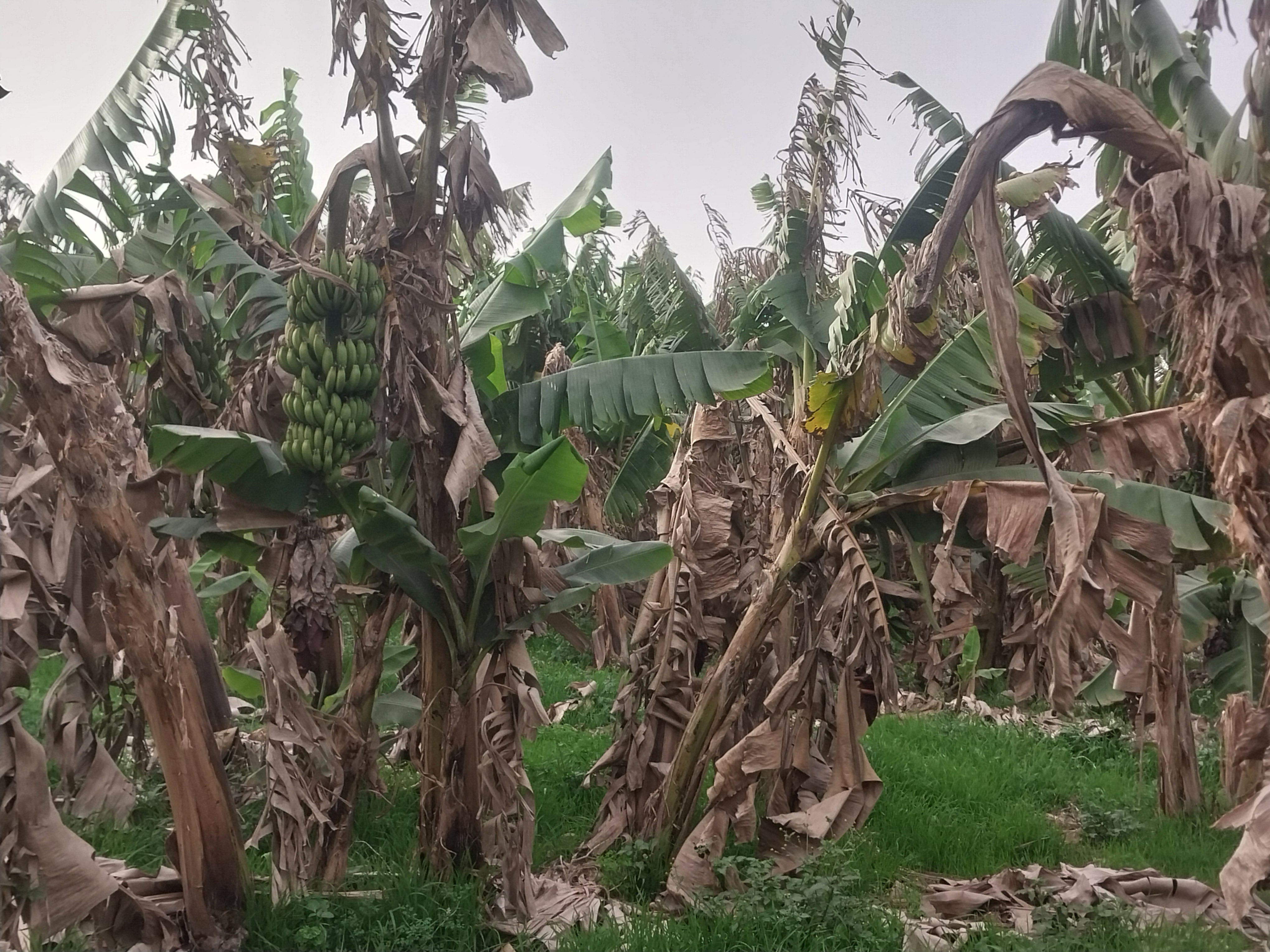 جزيرة الموز داخل دمياط جزيرة الموز داخل دمياط