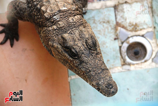 تماسيح-النوبة