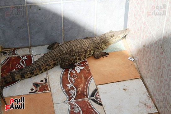 التماسيح-فى-قرية-غرب-سهيل