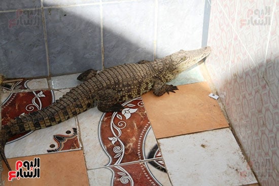 التماسيح-فى-قرية-غرب-سهيل