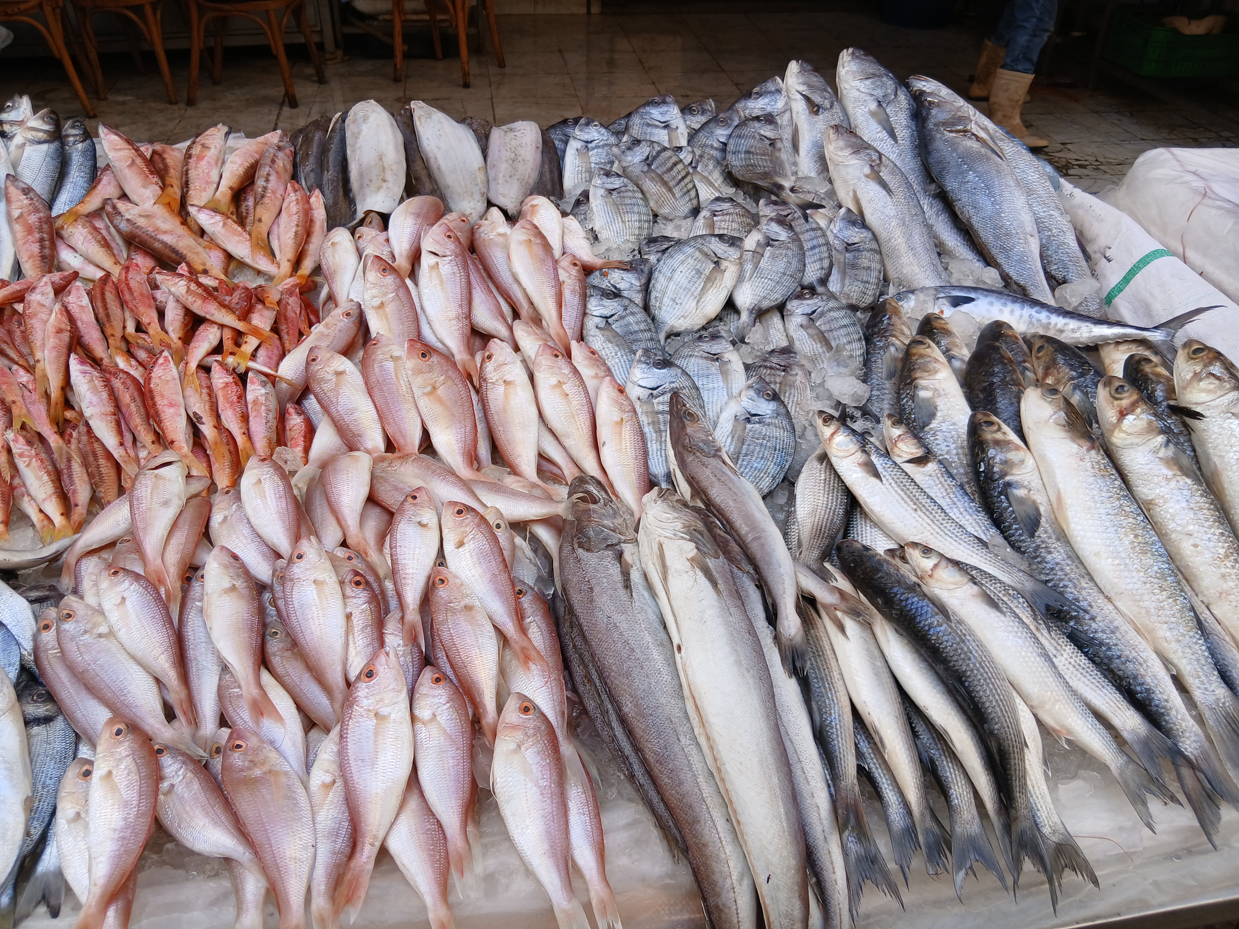 انواع الأسماك في الإسكندرية انواع الأسماك في الإسكندرية