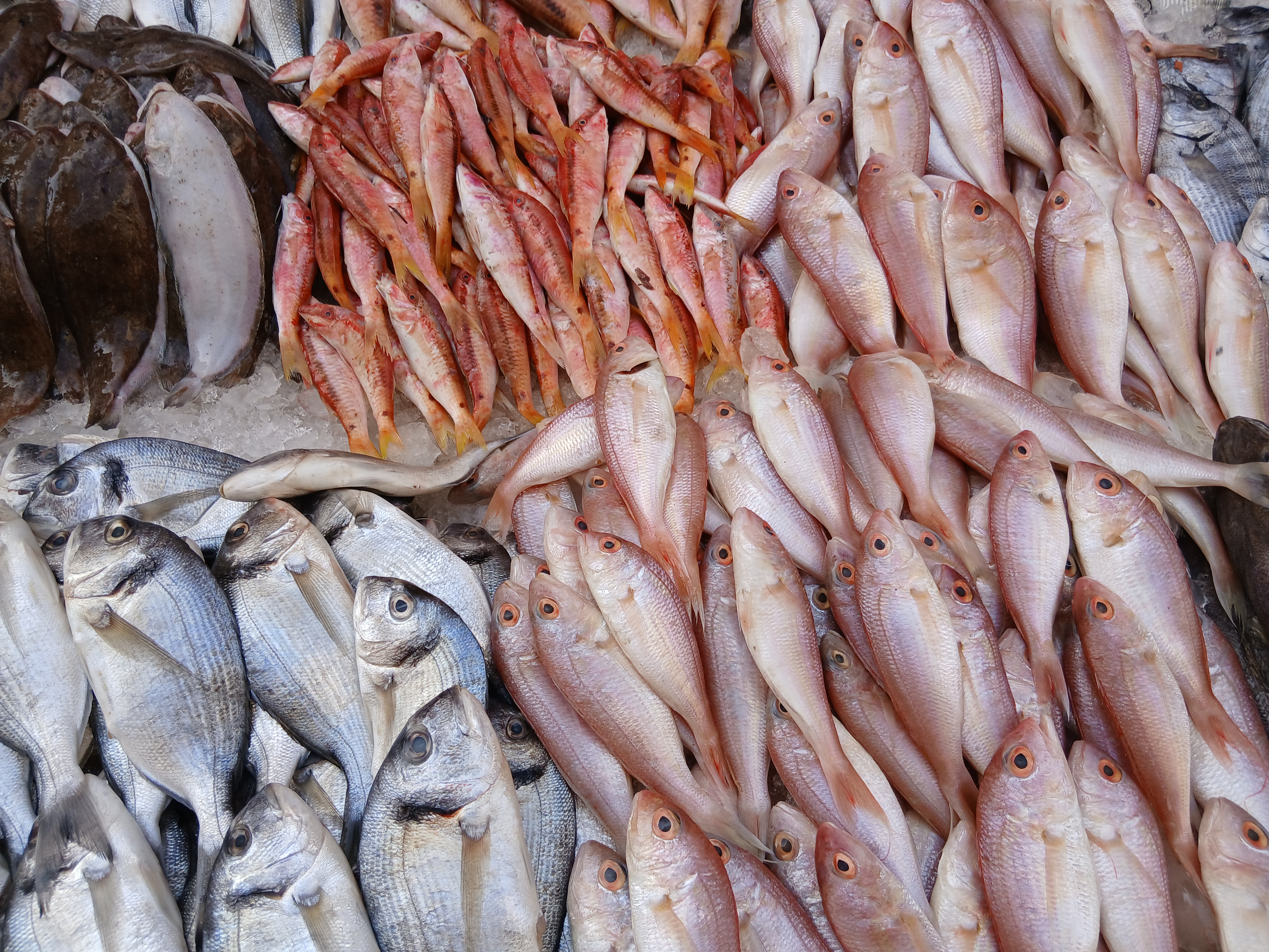 الأسماك في الإسكندرية الأسماك في الإسكندرية