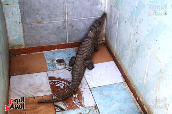 التماسيح-فى-الأحواض