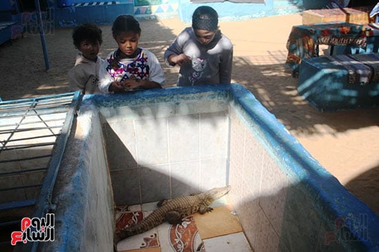 التماسيح-فى-النوبة