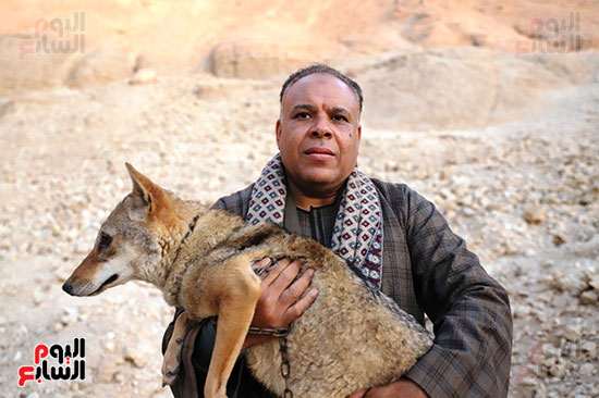 محرر-اليوم-السابع-يحمل-الذئب-بلا-خوف- محرر-اليوم-السابع-يحمل-الذئب-بلا-خوف-