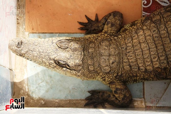 تمساح-نيلى