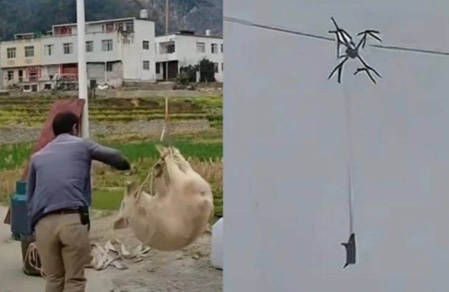 خنزير طائر يتسبب فى انقطاع الكهرباء عن قرية بالكامل