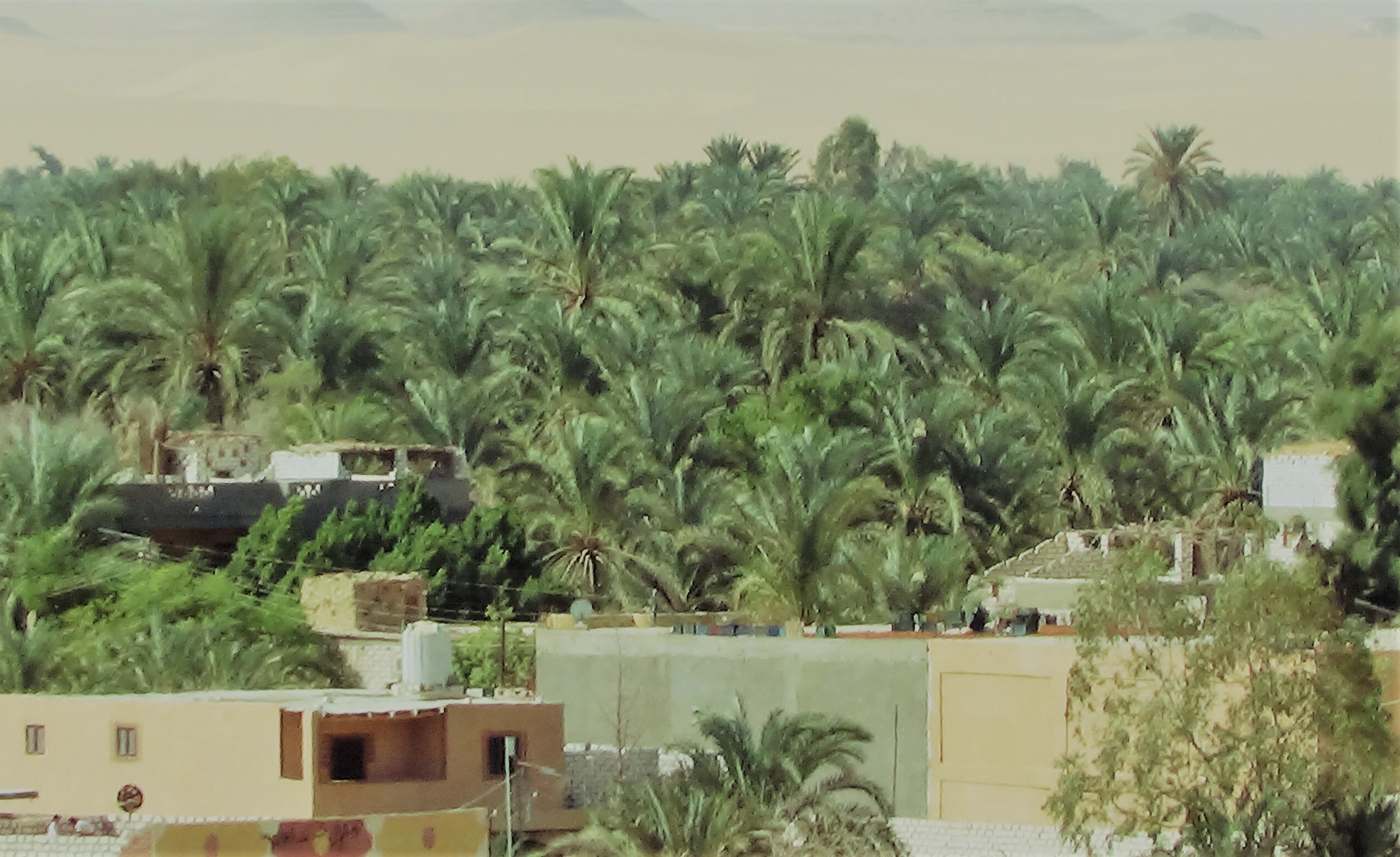 اشجار النخيل تغطي واحة سيوة