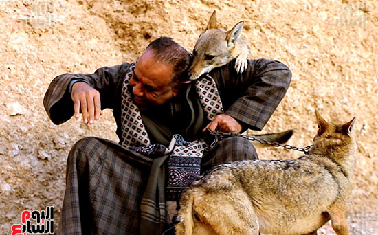 عندما-يعطيك-الذئب-الامان- عندما-يعطيك-الذئب-الامان-