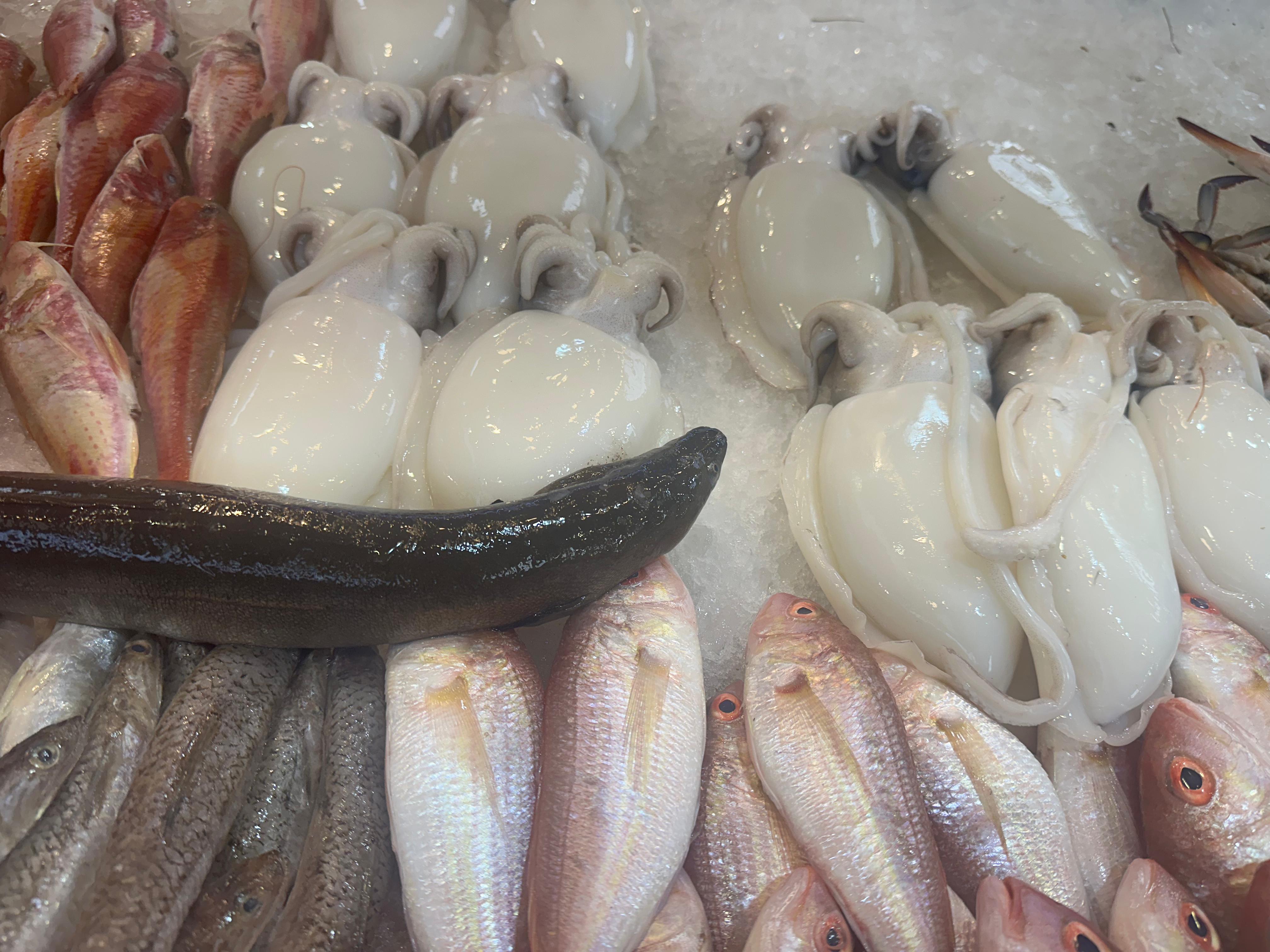 سيبيا واسماك