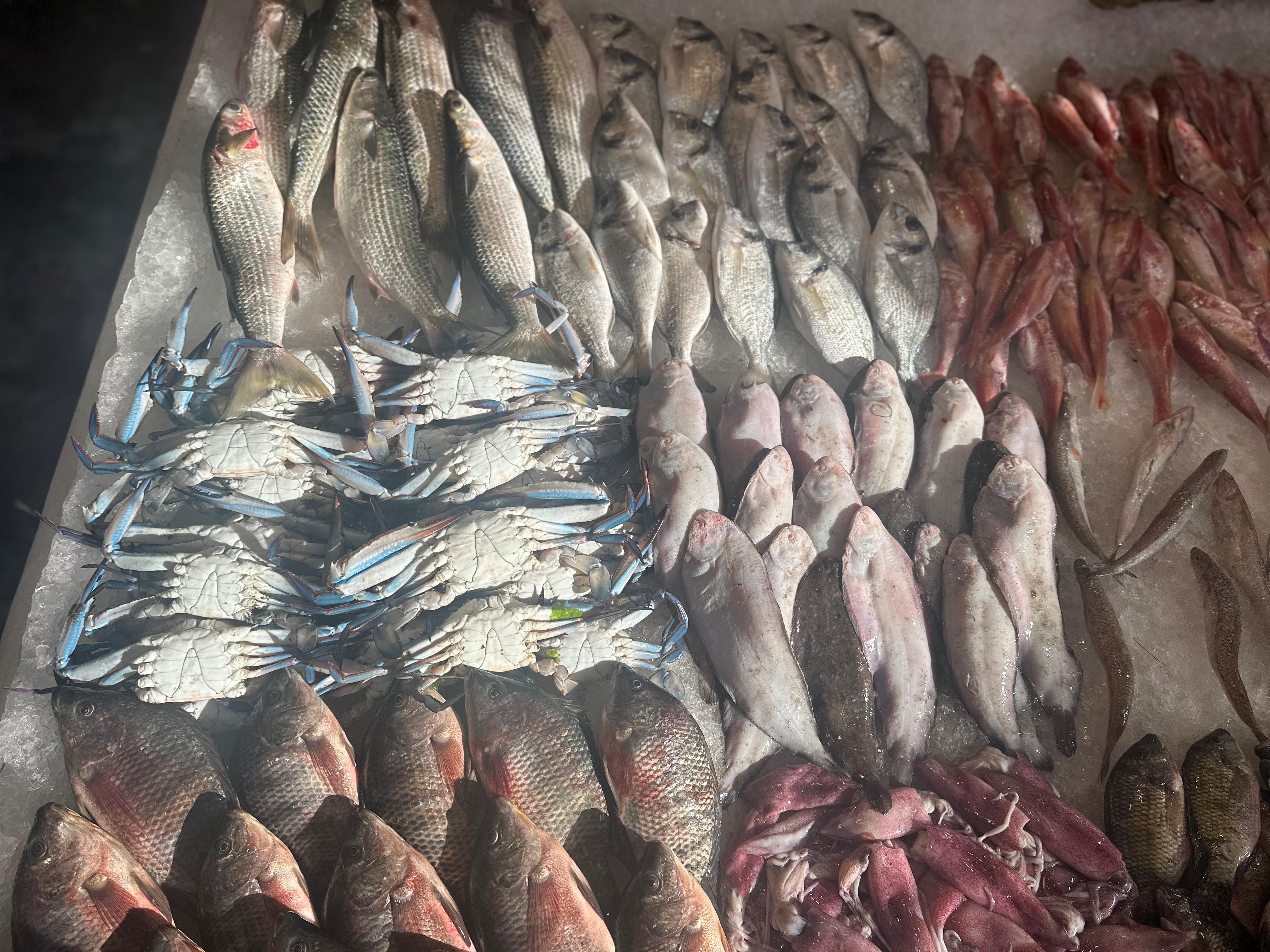 اسماك وبحريات بورسعيد