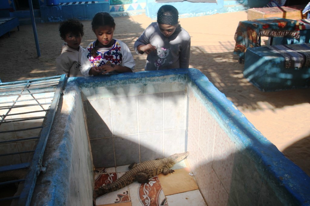 مشاهدة التماسيح فى البيوت