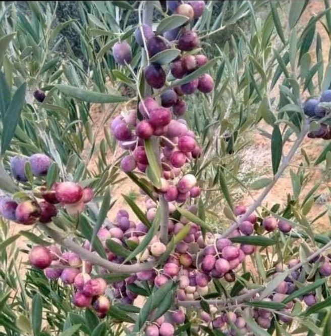 موسم حصاد الزيتون بمحافظة مطروح موسم حصاد الزيتون بمحافظة مطروح