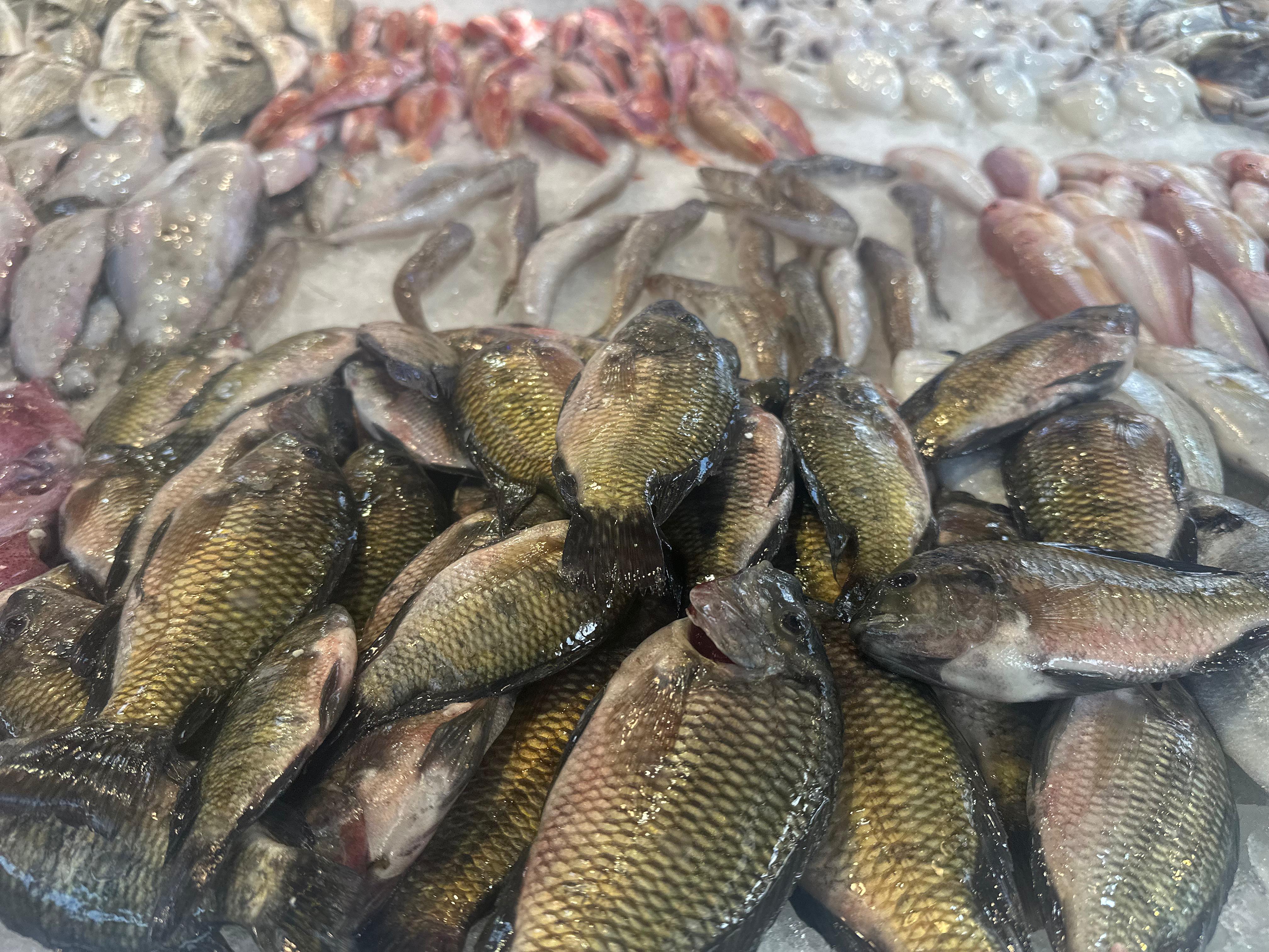 اسماك وبحريات