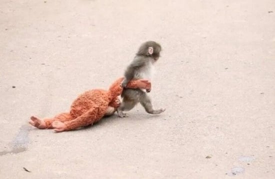 القرد يصطحب الدمية