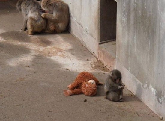 القرد يجلس بجوار الدمية