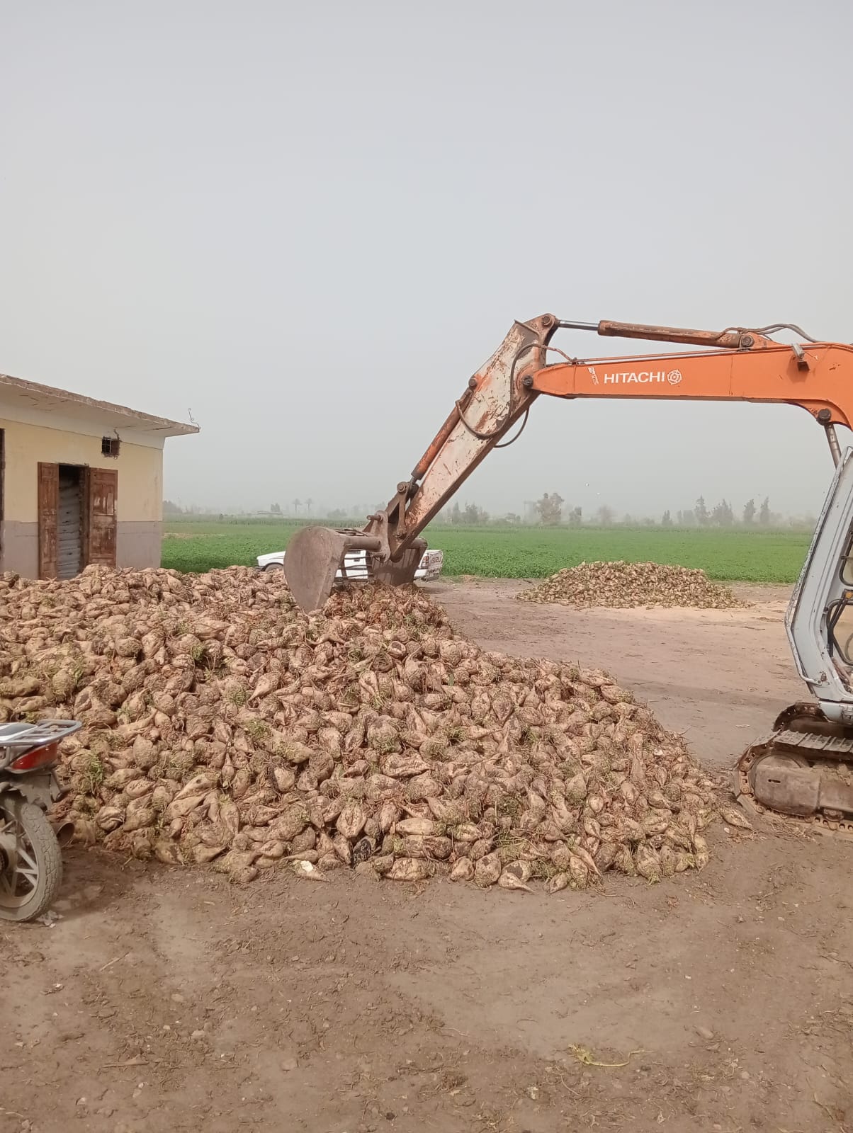 حصاد البنجر