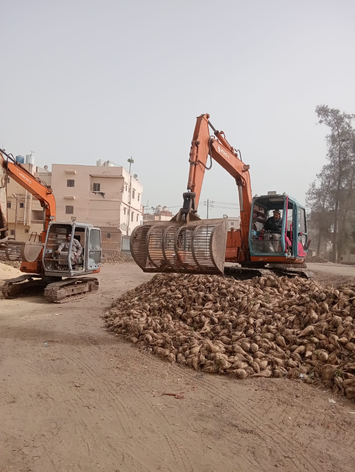 بنجر السكر ينور الغيطان