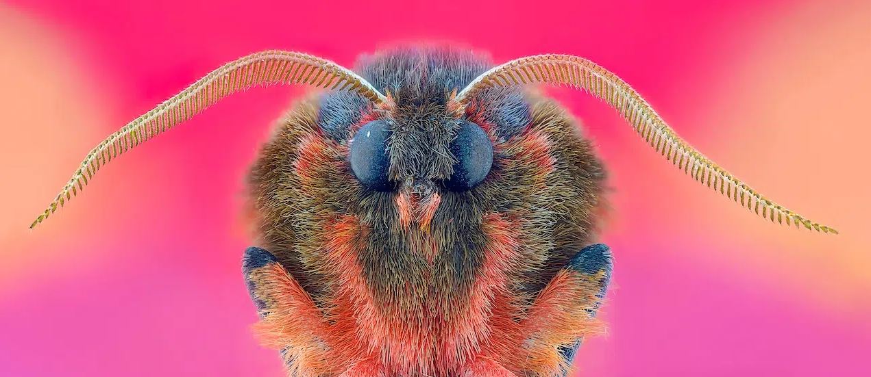 الفائز في فئة التصوير الماكرو