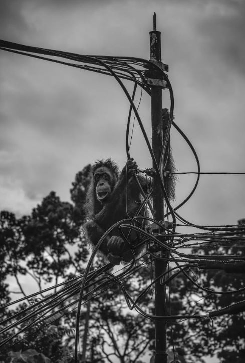 الفائز في فئة البيئة