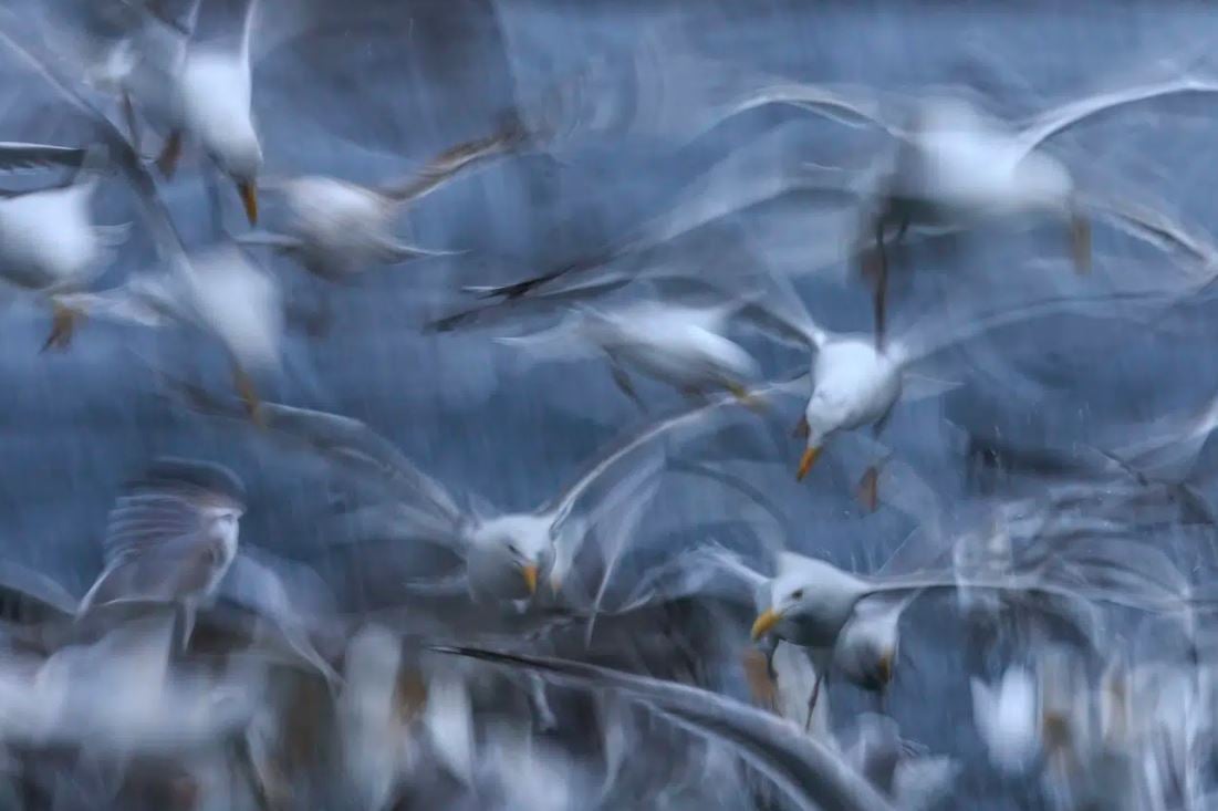 الفائز في فئة التصوير داخل الكامير