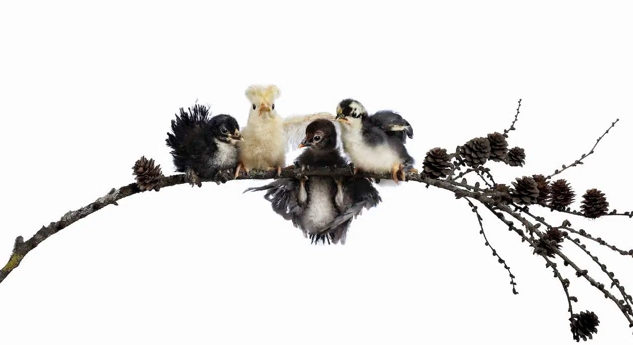 صورة المركز الأول