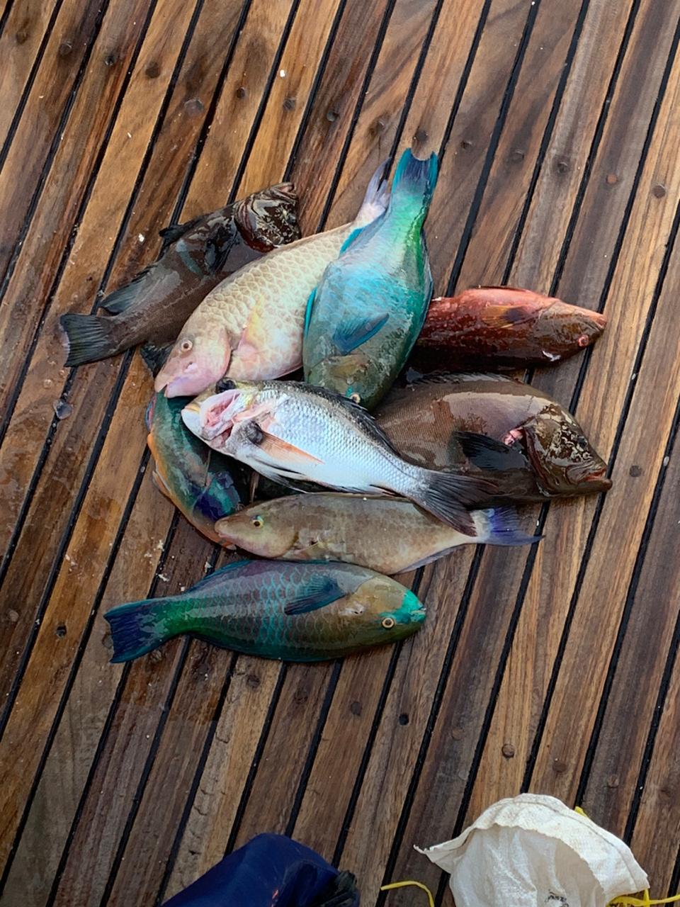 اسماك البحر الأحمر اسماك البحر الأحمر