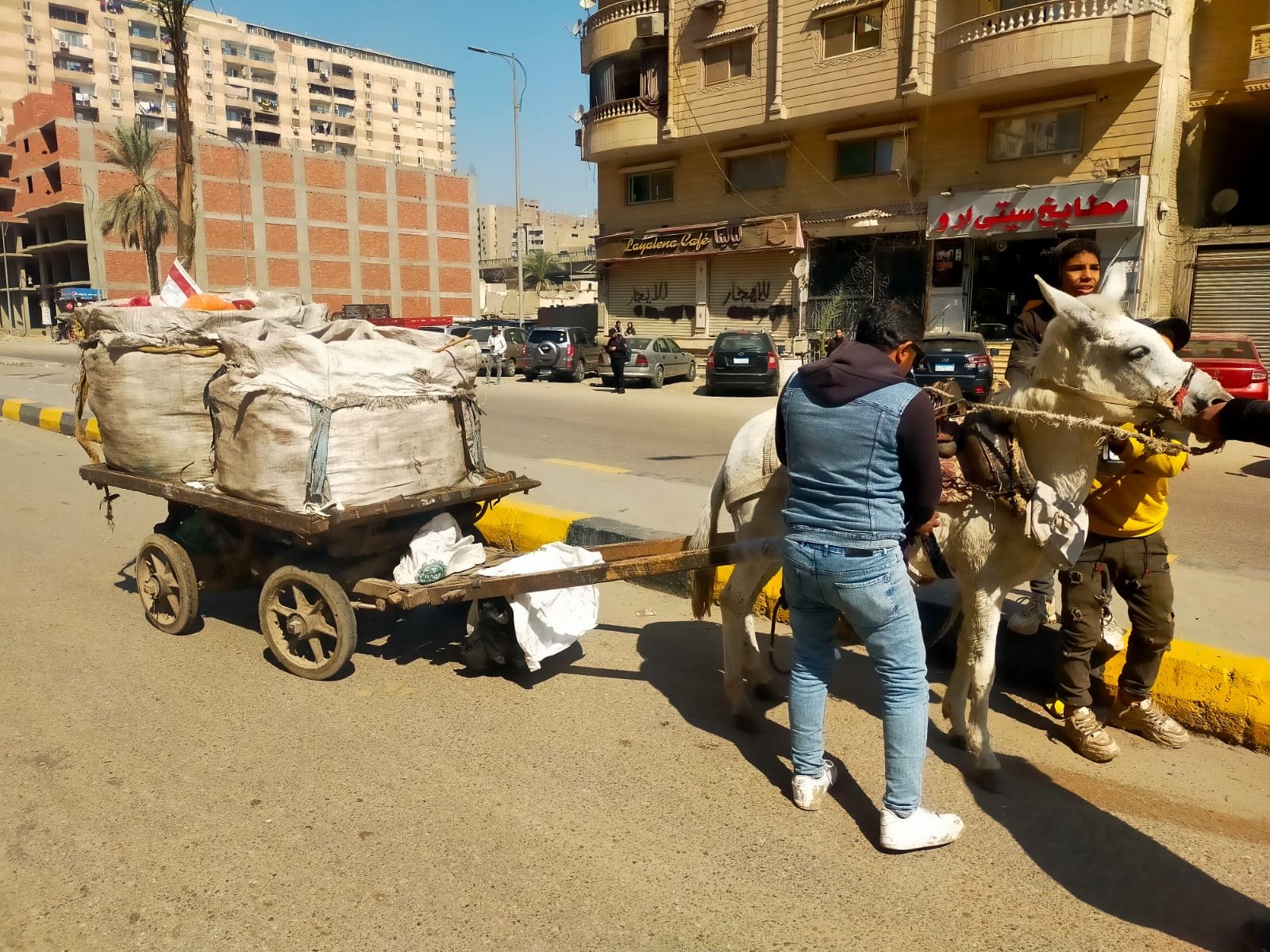 ضبط 24 عربة كارو وتروسيكل