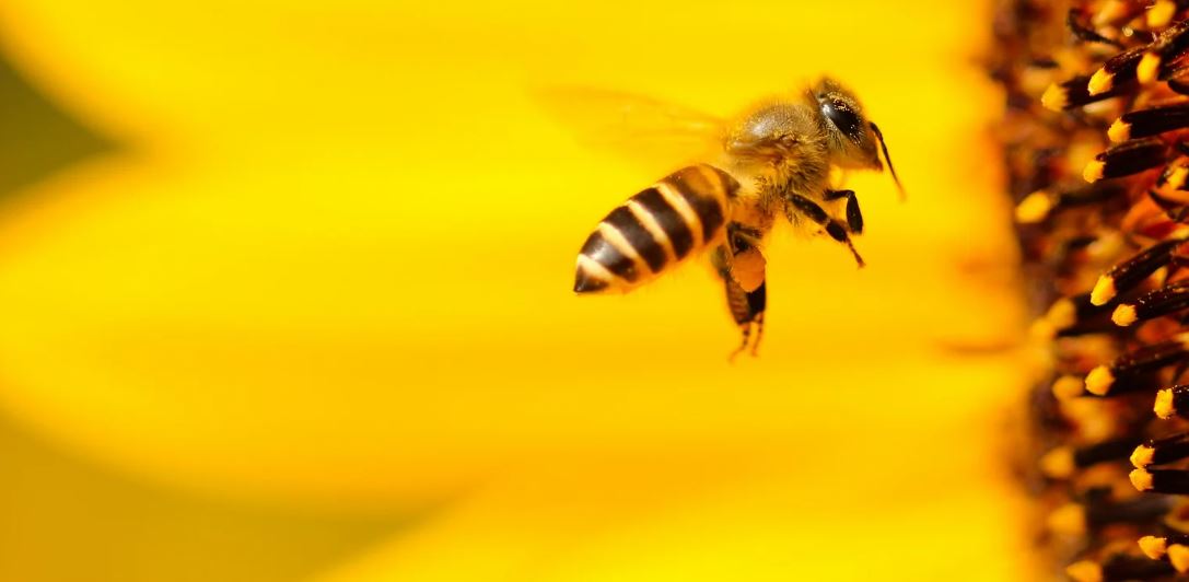 أدمغة النحل قد تلهم  أفكارًا لرقائق كمبيوتر فائقة الكفاءة