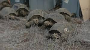 سلاحف الاكوادور