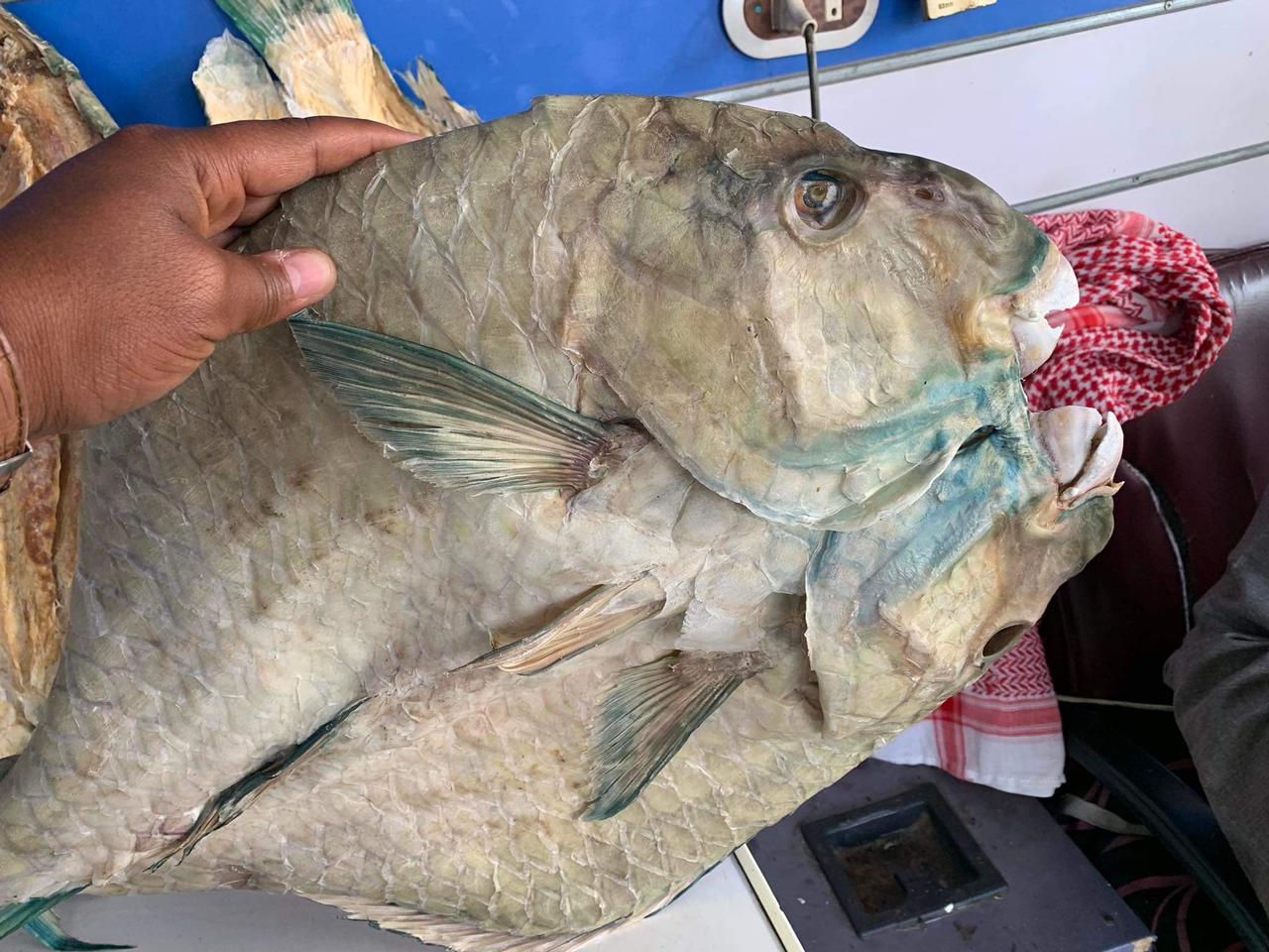 أهم وجبه لأهالي البحر الأحمر فى المناسبات أهم وجبه لأهالي البحر الأحمر فى المناسبات