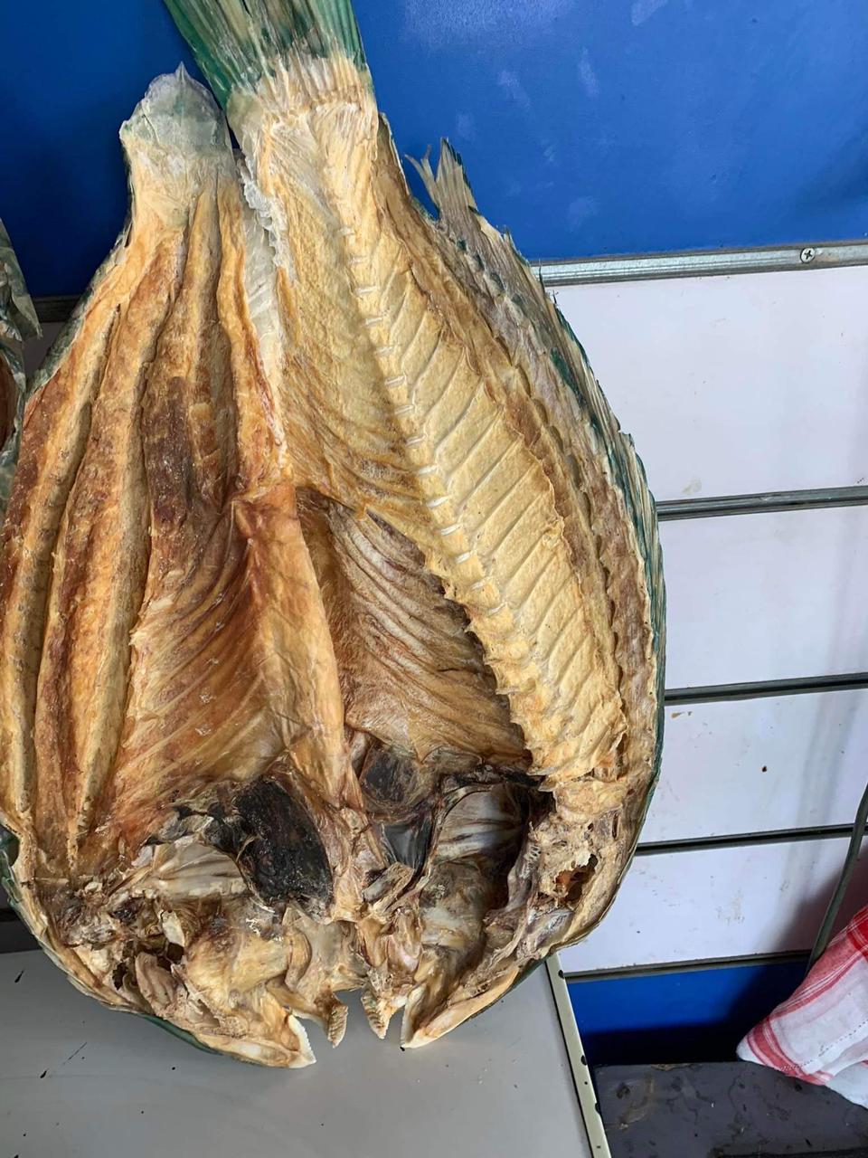 انواع معينة يتم تحفبفها من الاسماك انواع معينة يتم تحفبفها من الاسماك