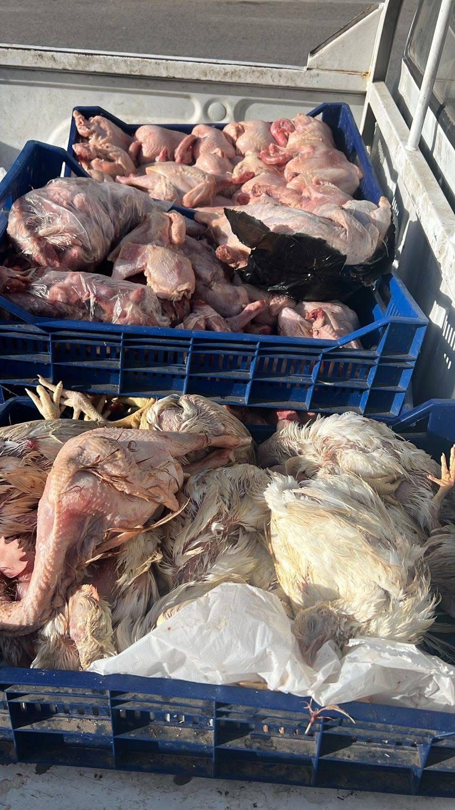 ضبط 42 طن مصنعات لحوم وأحشاء ورؤوس حيوانية ودواجن فاسدة فى الجيزة (2)