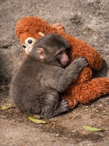 تفسير حلم القرد