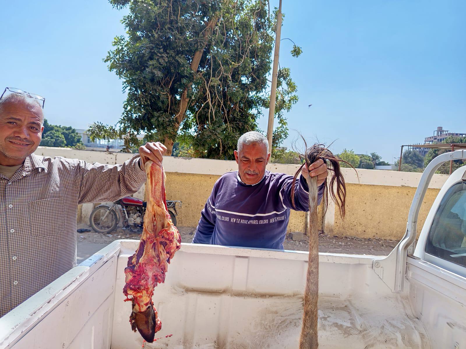 ضبط ذبيحة لبقرة تزن 97 كيلو مصابة بمرض الصفراء غير صالحة بالأقصر