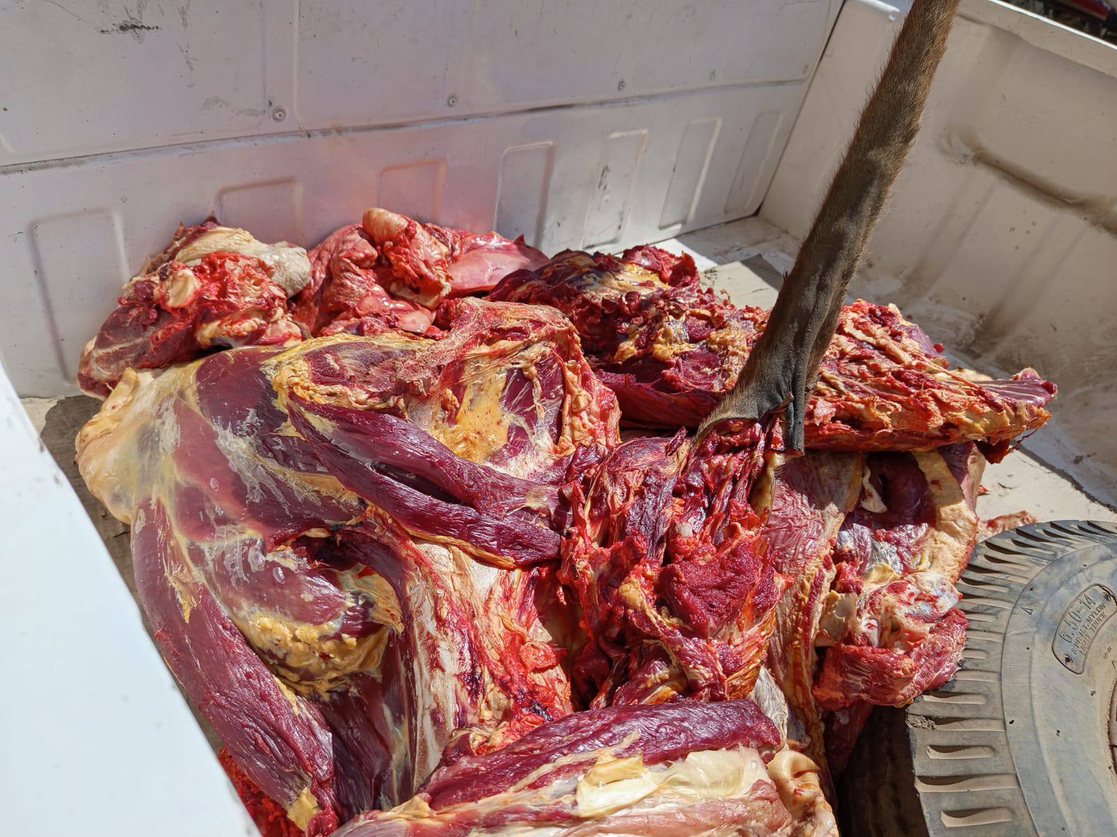 ذبيحة لبقرة تزن 97 كيلو مصابة بمرض الصفراء غير صالحة للإستهلاك