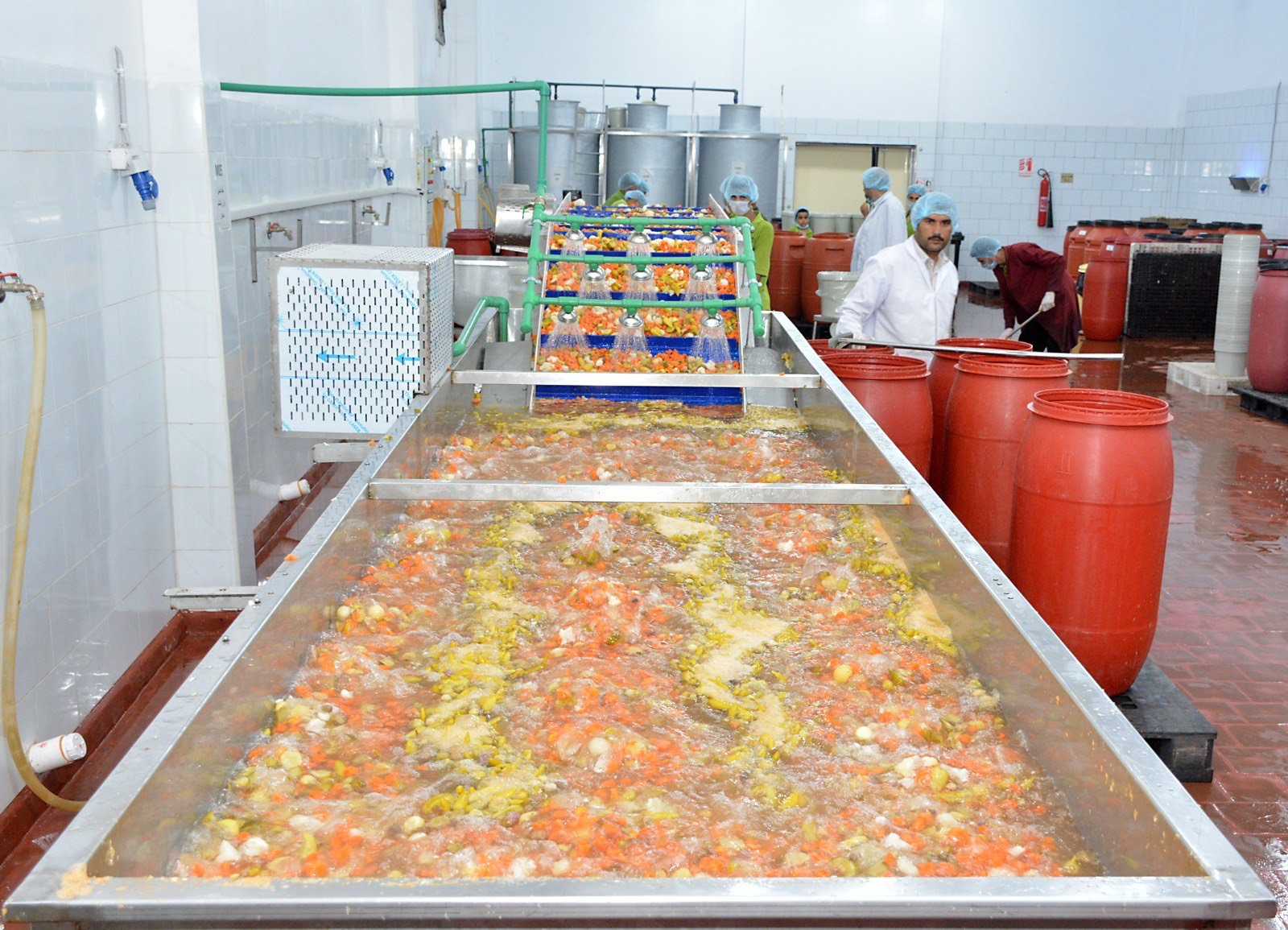 مصانع المخلل بشبراتنا (4)