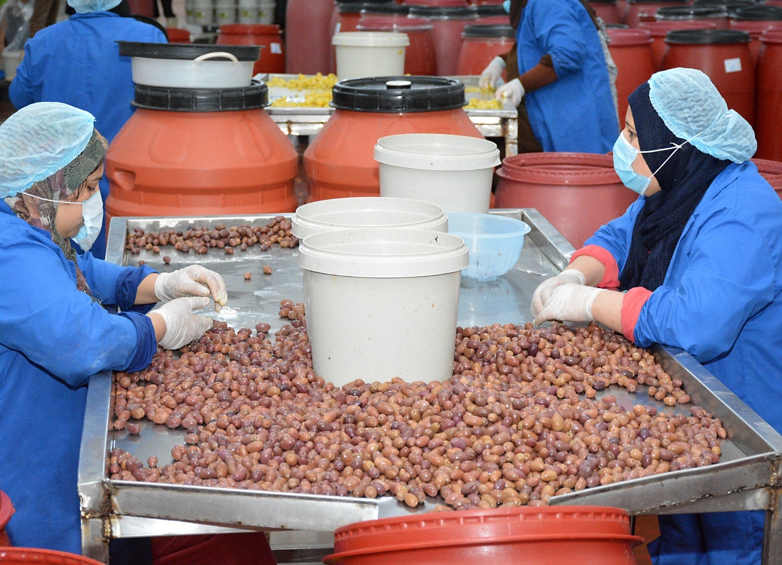 مصانع المخلل بشبراتنا (3)