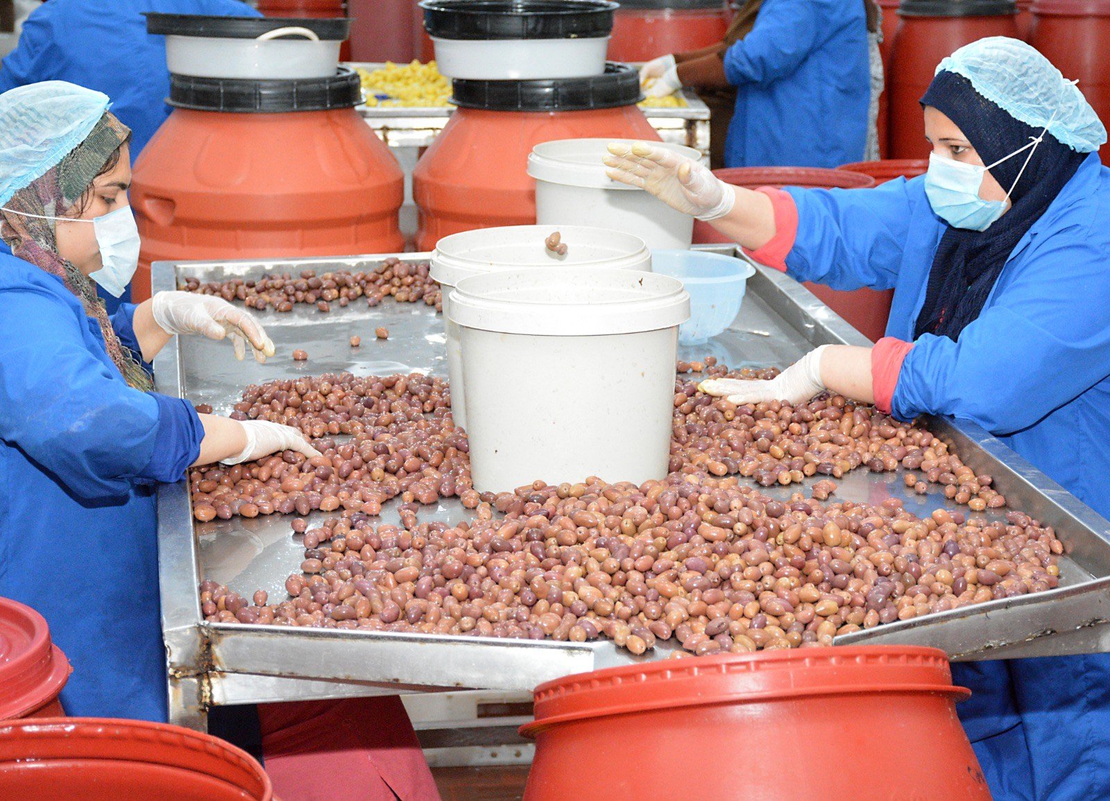 مصانع المخلل بشبراتنا (2)