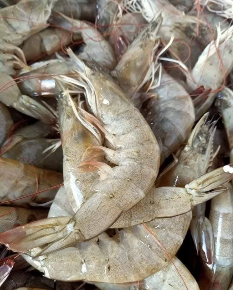 جمبري جمبري